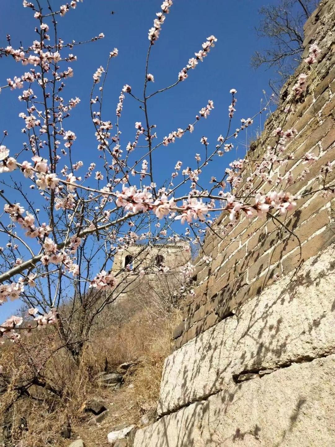 Wuji - The Great Of China Huanghuacheng *